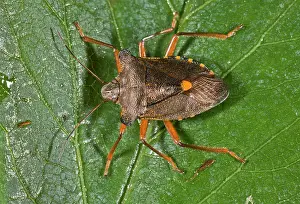 Bugs: 80179269 Forest Bug - on alder tree - common woodland