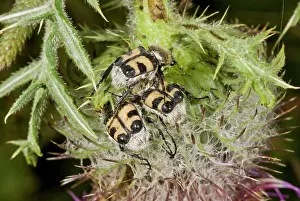 Woolly: 80179270 Bee Beetle / Bee Chafers - feeding on Woolly