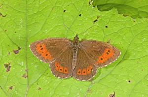 Lepidopterae: 80179272 Large Ringlet Butterfly Erebia euryale