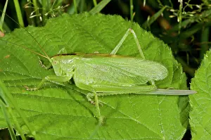 Cricket: 80179273 Upland Green Bush-cricket - female Auvergne