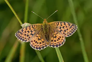 Lepidopterae: 80179277 Niobe Fritillary Auvergne, France Argynnis