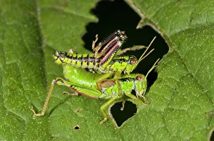 Grasshopper: 80179278 Green Mountain Grasshopper - mating pair
