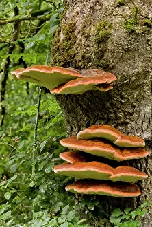 Bracket: 80179281 Southern Bracket - bracket fungus on old