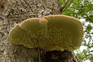 Bracket: 80179282 Southern Bracket - bracket fungus on old