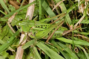 Cricket: 80179283 Wart-biter Bush-cricket - female - once