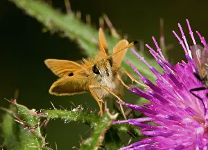 Antennae: 80179284 Essex Skipper showing black-tipped antennae
