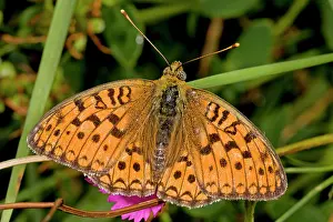 Lepidopterae: 80179285 Dark Green Fritillary Argynnis aglaja Bob