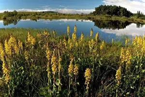 Etang: 80179287 Siberian Ligularia - in flower in the marshes