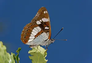 Lepidopterae: 80179292 Southern White Admiral - settled with wings