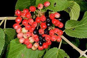 Ripening: 80179294 Wayfaring-tree - with ripening fruits Chalk