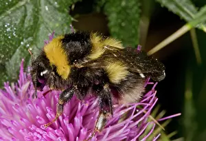 Bombus: 80179296 Bumblebee - on Knapweed flower Bombus terrestris
