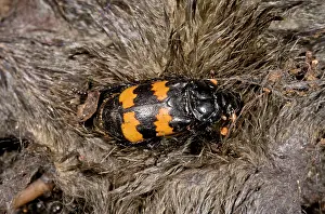 Scavenging: 80179297 Burying Beetle - on the carcase of a mole
