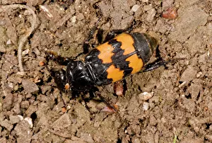 Scavenging: 80179298 Burying Beetle - looking for carrion -