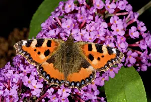Lepidopterae: 80179300 Small Tortoiseshell Butterfly - feeding