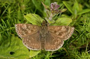Lepidopterae: 80179301 Dingy Skipper Butterfly - second brood