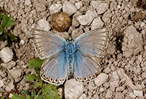 Lepidopterae: 80179302 Chalk-hill Blue Butterfly - male basking
