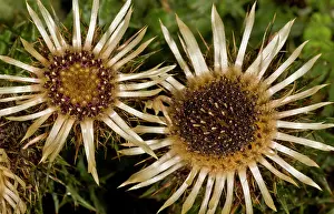 Chalk: 80179303 Carline Thistle - in flower Chalk downland