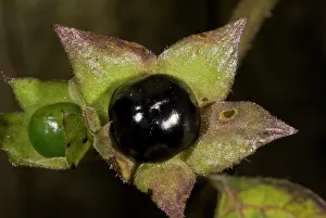 Deadly: 80179304 Deadly Nightshade - poisonous berries Hants