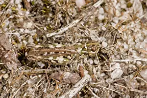 Heathland: 80179310 Mottled Grasshopper - female in sandy heathland