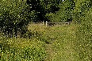 Gorse: 80179314 Flowery Grassy Path - and gate Alner's