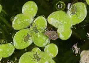 Micro: 80179321 Water-lily Aphid - on Common Duckweed Dorset