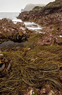 Seashore: 80179323 Rock-pools - at very low tide Prawle Point
