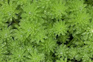 Introduced: 80179326 Parrot's-feather - introduced aquatic plant