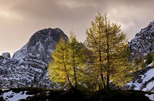 Larix: 80179329 Backlit European Larches - in autumn colour