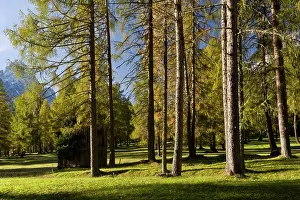 Larix: 80179335 Larch Wood - pasture Campo di Dentro
