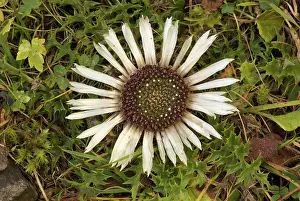 Italia: 80179346 Stemless Carline Thistle - in flower in