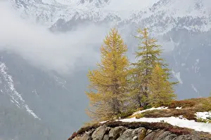 Larix: 80179348 Larch Trees - in autumn colour on the edge