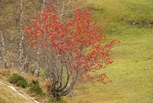 Berry: 80179349 Rowan / Mountain Ash - in fruit in autumn