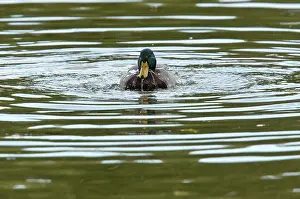 Mallard: 80179353 Mallard male bathing - autumn Anas platyrhynchos