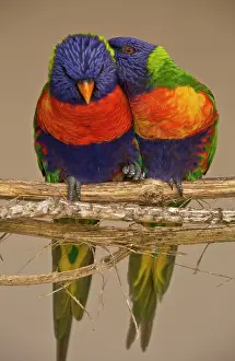 Aviary: 80179356 Rainbow Lorikeets pair from Australasia