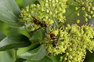 Vespa: 80179358 Asian Predatory Wasp / Asian Hornet on