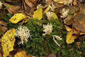 Fungi: 80179359 White Coral Fungus / Crested Coral Fungus
