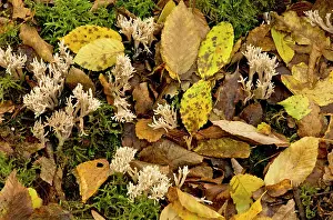 Fungi: 80179360 White Coral Fungus / Crested Coral Fungus
