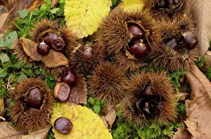 Chestnuts: 80179361 Sweet Chestnuts - and leaves in autumn
