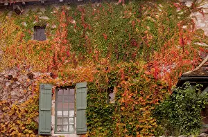 Built: 80179363 Virginia Creeper - in autumn on old house
