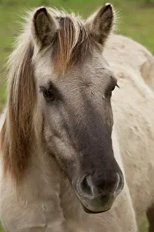 Francais: 80179364 Ancient Tarpan Horse - recreated from more