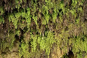 Fern: 80179365 Maidenhair Fern - growing on damp limestone