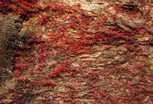 Creeper: 80179366 Virginia Creeper - in autumn on stone wall