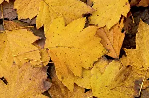 Fallen: 80179367 Wild Service Tree fallen autumn leaves