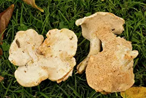 Pied: 80179368 Wood Hedgehog / Hedgehog Mushroom - edible