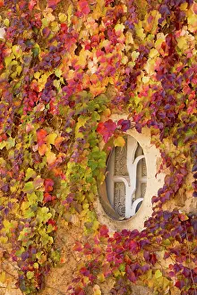 Built: 80179371 Virginia Creeper - in autumn around small