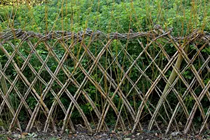 Sprouting: 80179372 Living Willow Fence - sprouting Dordogne