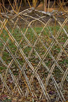 Sprouting: 80179373 Living Willow Fence - sprouting Dordogne