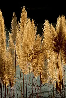 Contre: 80179374 Pampas Grass - seed heads / plumes in autumn