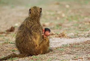 Ursinus: 80179376 Chacma Baboon - female with young Chobe