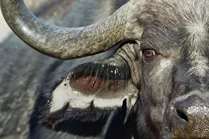 Caffer: 80179380 Cape Buffalo - close-up of a bull Okavango